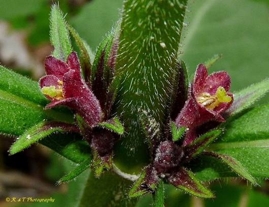 {Triosteum aurantiacum}